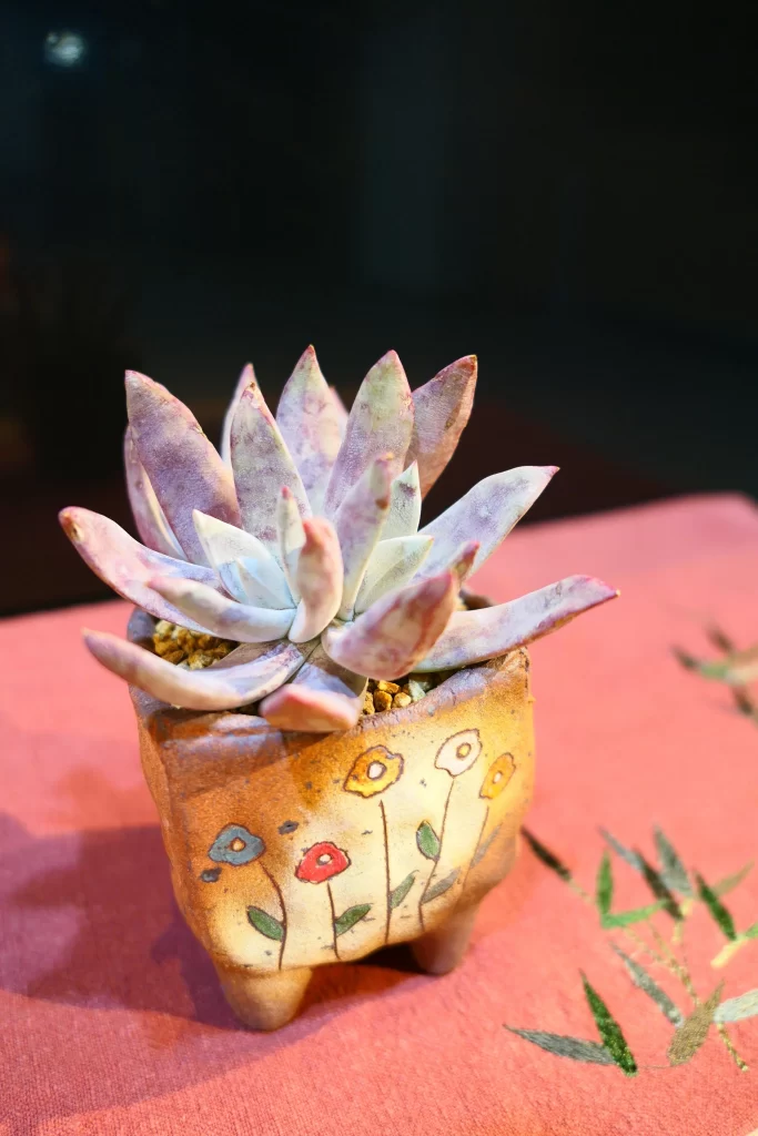 Succulent Thick Leaves Purple Green Close Up