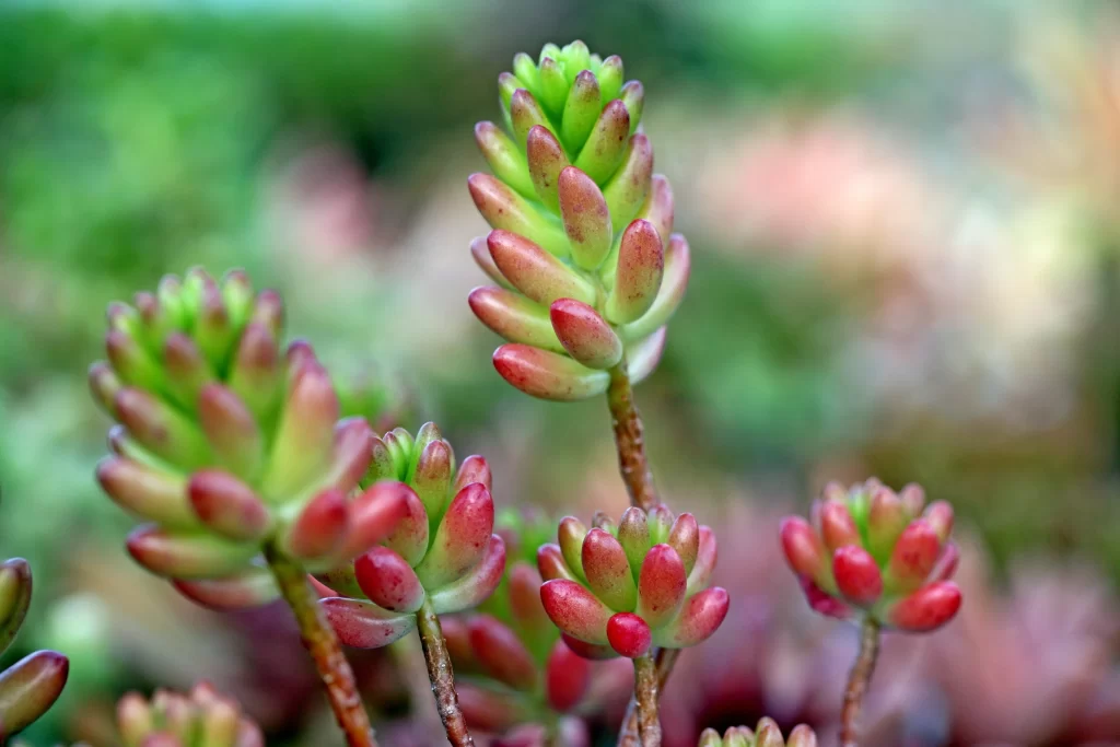 Succulent Thick Leaves Red Green Close Up neutral Macro