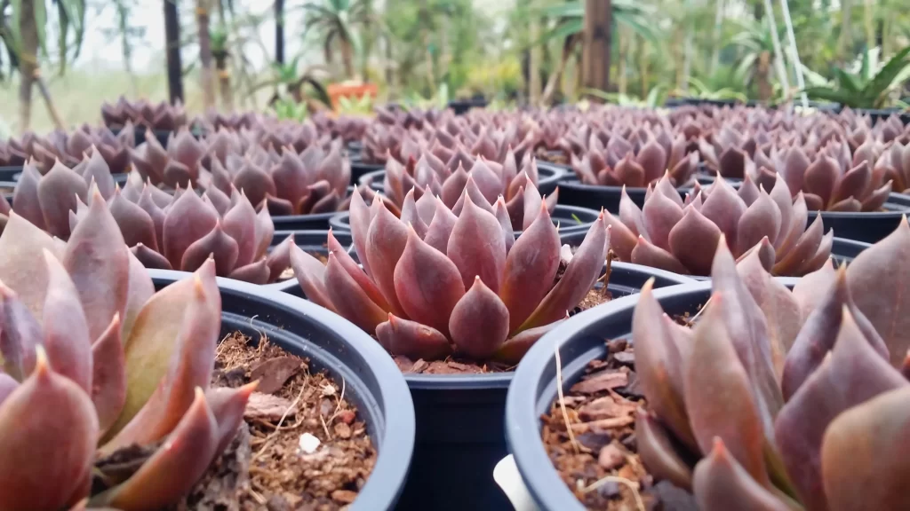 Succulent Thick Leaves Red Green Close Up gray Garden
