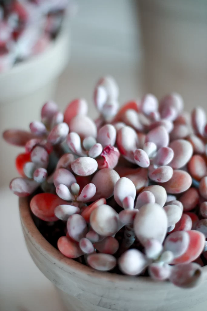 Succulent Thick Leaves Red White Close Up