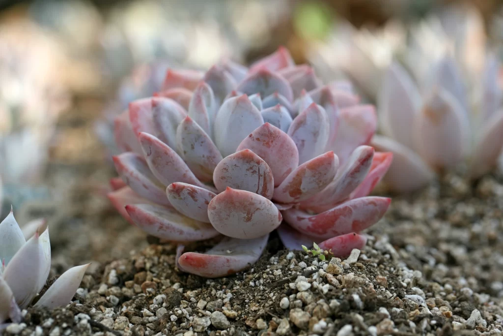 Succulent Thick Leaves Red Pink Close Up Garden Macro