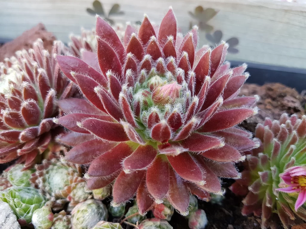 Succulent Thick Leaves Red Green Fuzzy Edges