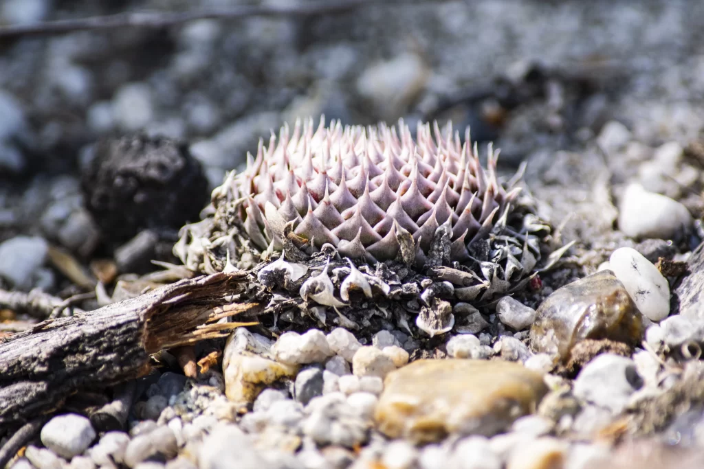 Succulent Thick Leaves Spiky Edges Fleshy Macro