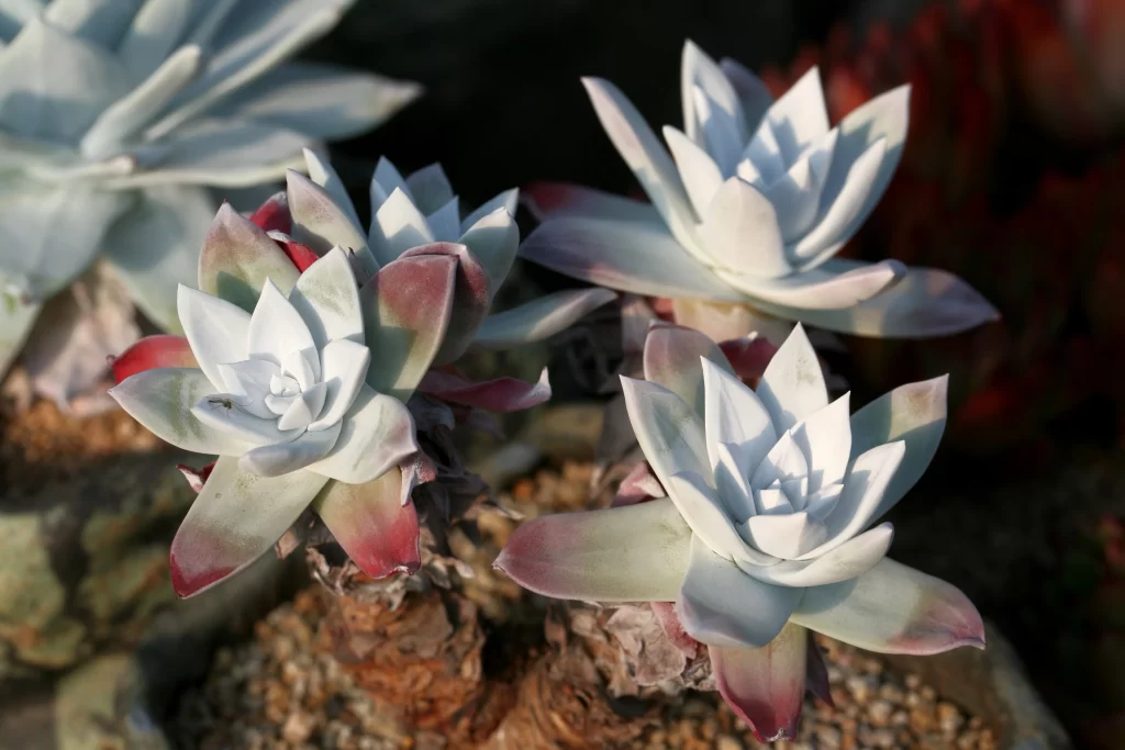 Succulent Thick Leaves White Red Edges Close Up Garden