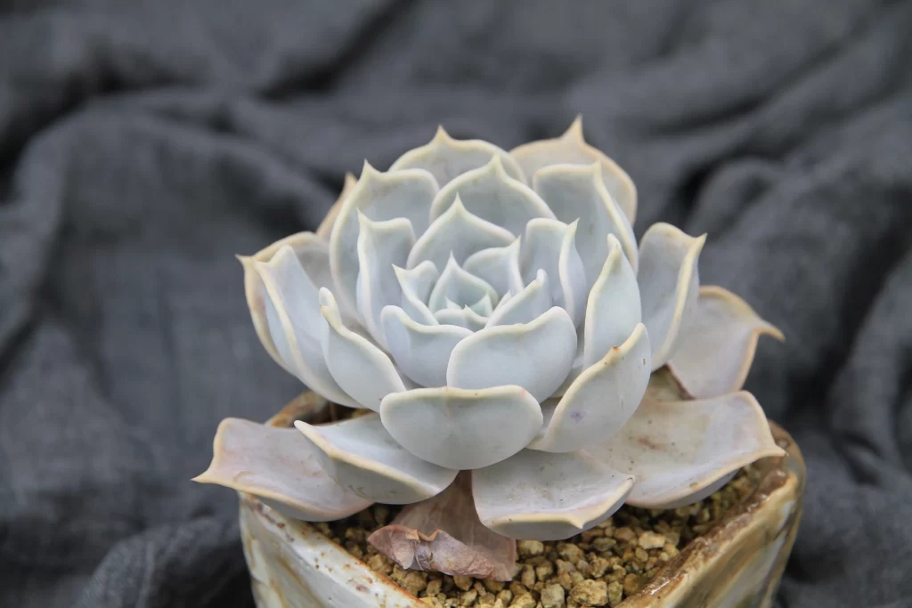 Succulent Thick Leaves White Green Close Up Macro