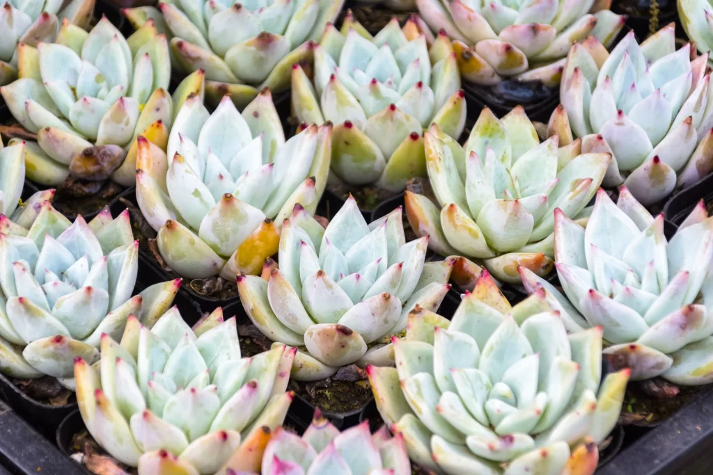 Succulent Thick Leaves White Green Red Tips Close Up
