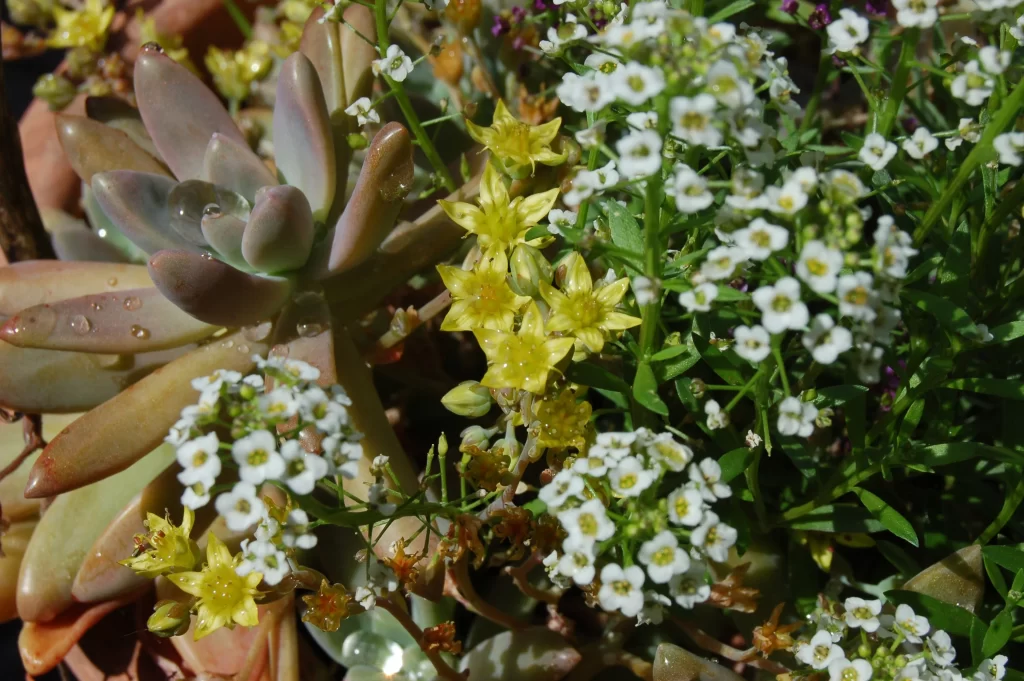 Succulent Thick Leaves Yellow White Blooming Close Up