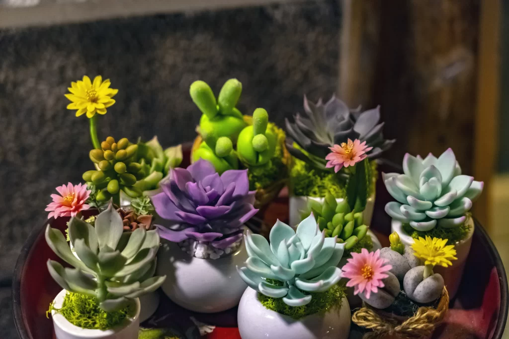 Succulent Variety Colorful Blooming Close Up Macro