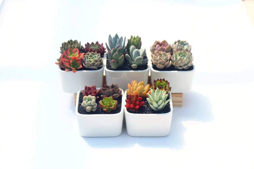 Succulent Variety Green Red Blue Yellow Blooming