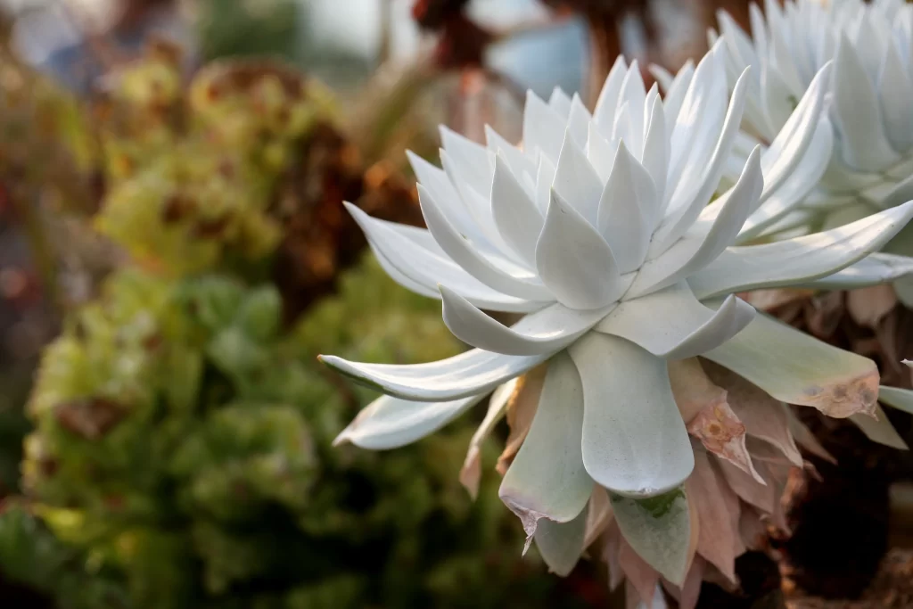 Succulent White Thick Leaves Close Up Garden Blooming