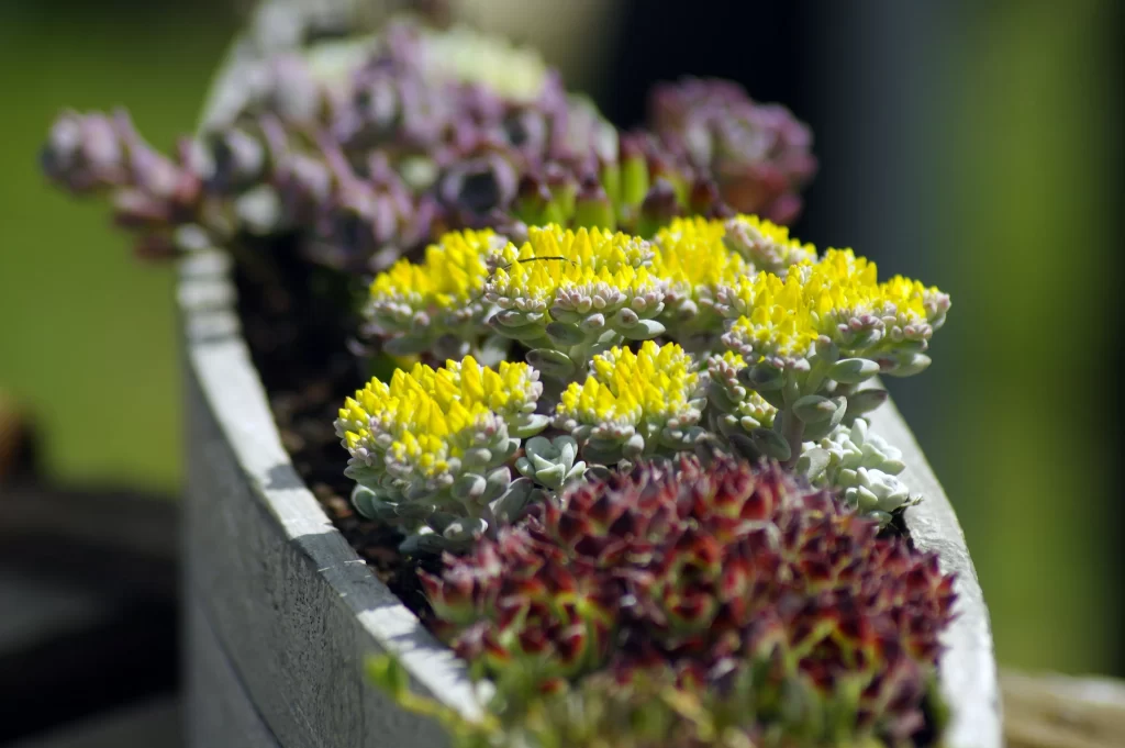 Succulent Yellow Red Green Blooming Close Up