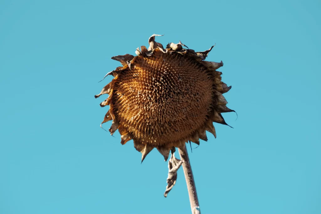 Sunflower Brown Yellow Blue Sky