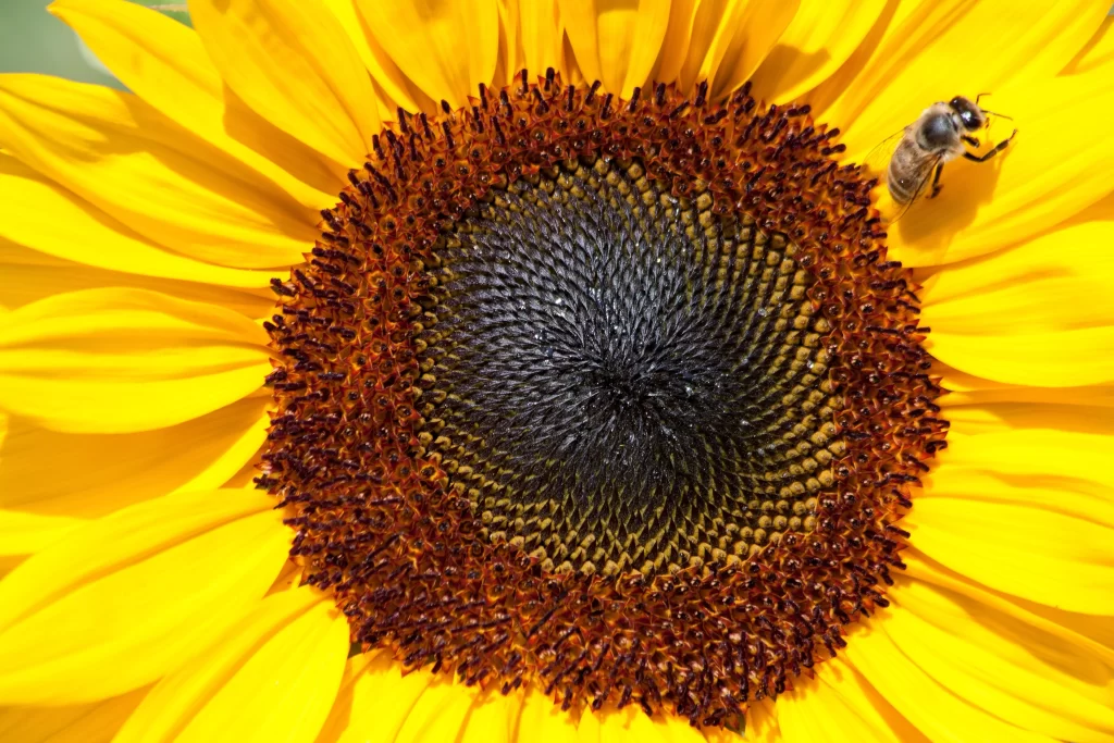 Sunflower Yellow Black Brown