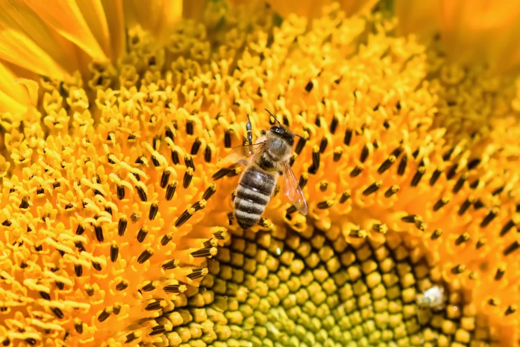 Sunflower Yellow Black Green warm Bee