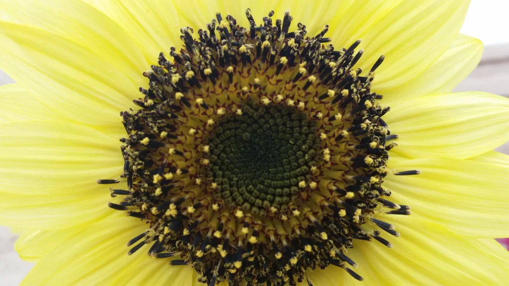 Sunflower Yellow Black Green Petals Center