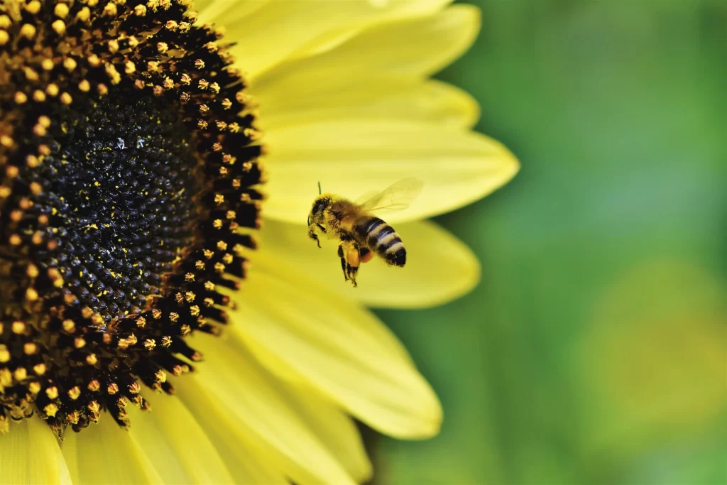 Sunflower Yellow Black Green warm Bee