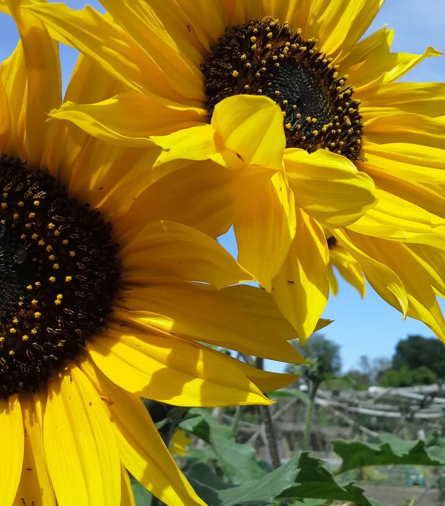 Sunflower Yellow Black Green Leaf Blue Sky