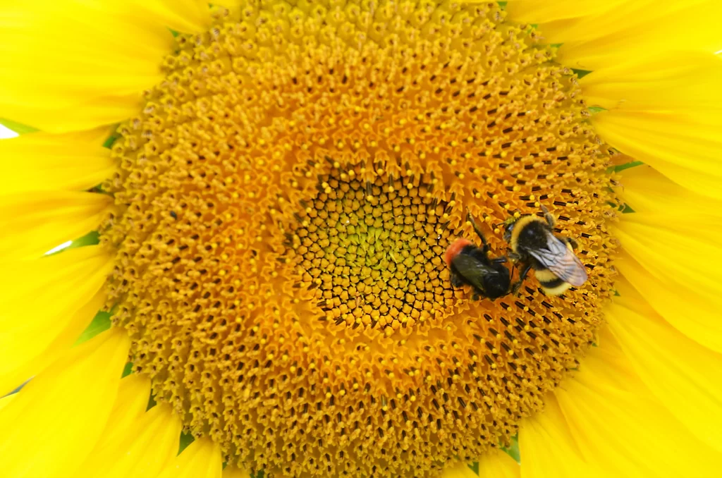 Sunflower Yellow Black Orange