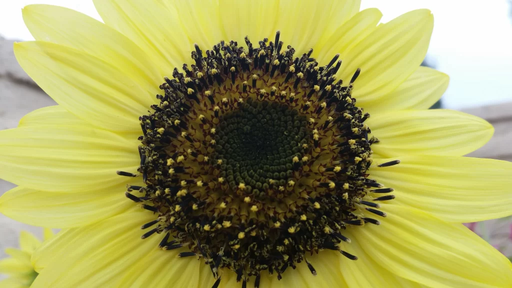 Sunflower Yellow Black Petals warm Center