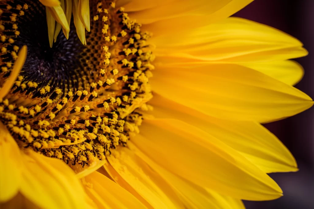 Sunflower Yellow Black Petals warm Center