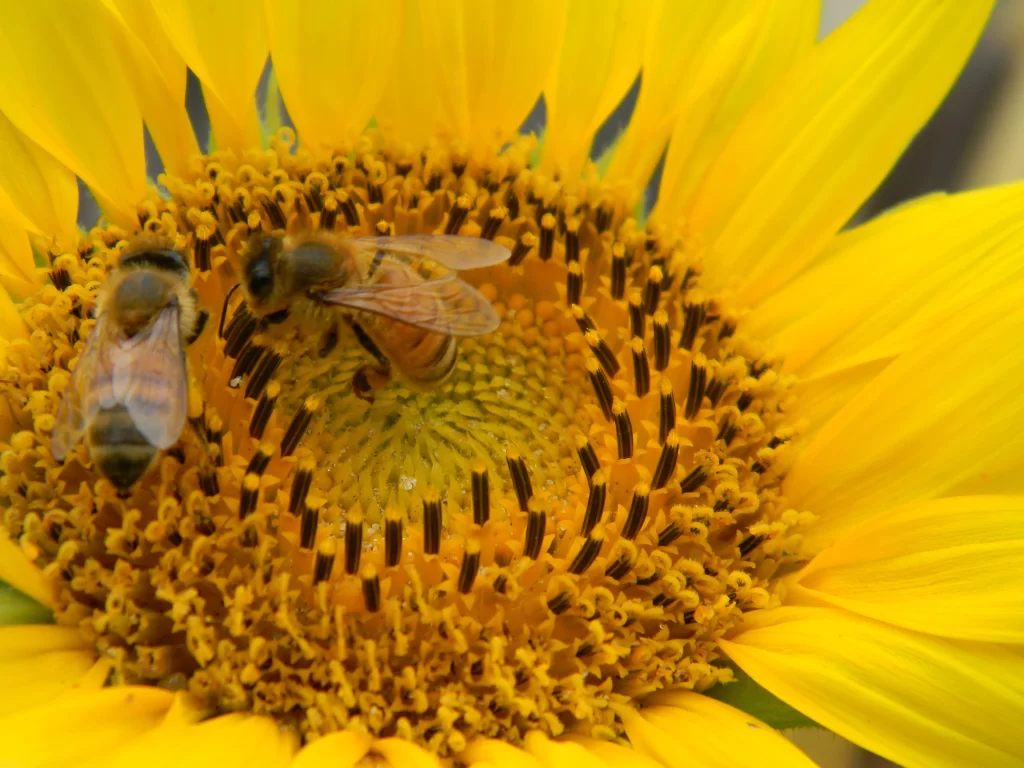 Sunflower Yellow Black Petals Bees