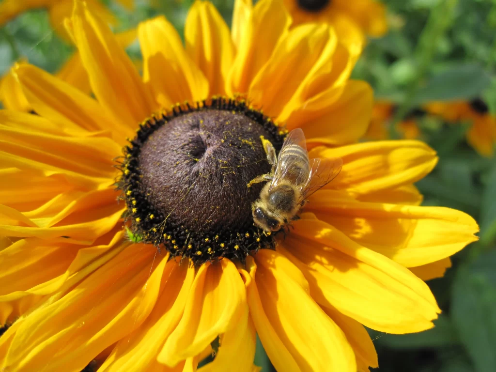 Sunflower Yellow Black Petals Bee