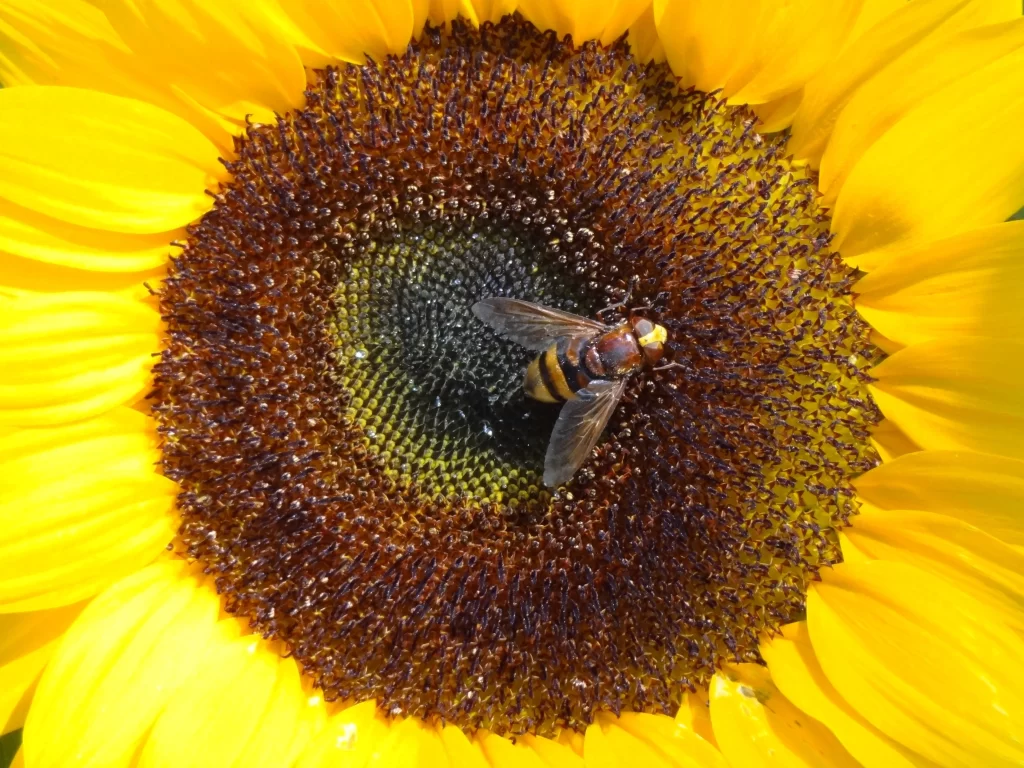 Sunflower Yellow Brown Black
