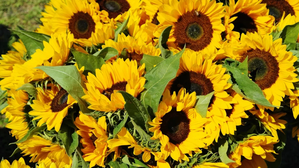 Sunflower Yellow Brown Green warm Leaf