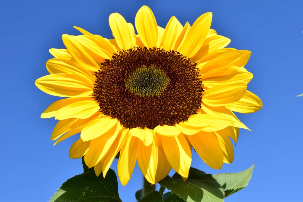 Sunflower Yellow Brown Green gray Blue
