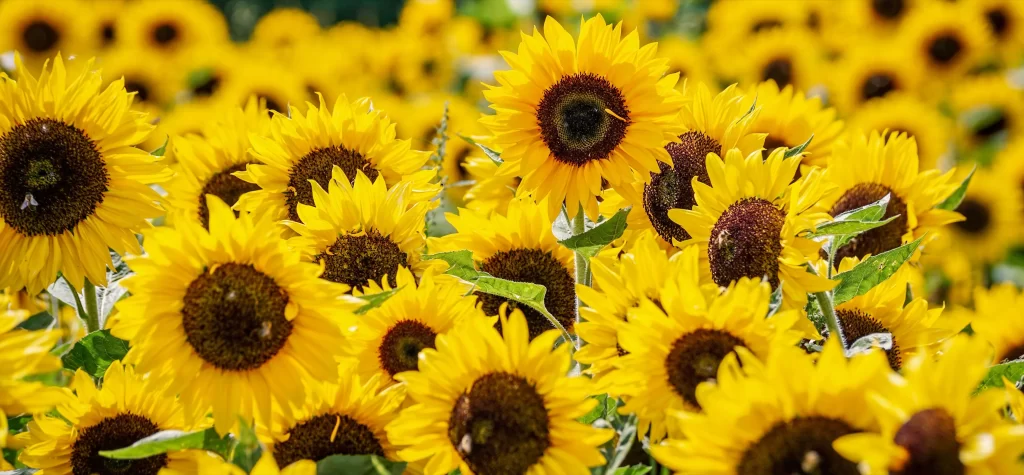 Sunflower Yellow Brown Green warm Field