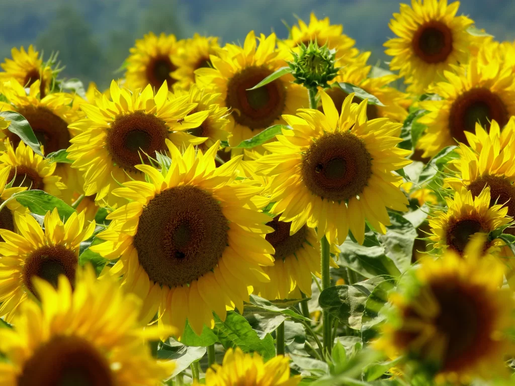 Sunflower Yellow Brown Green warm Field