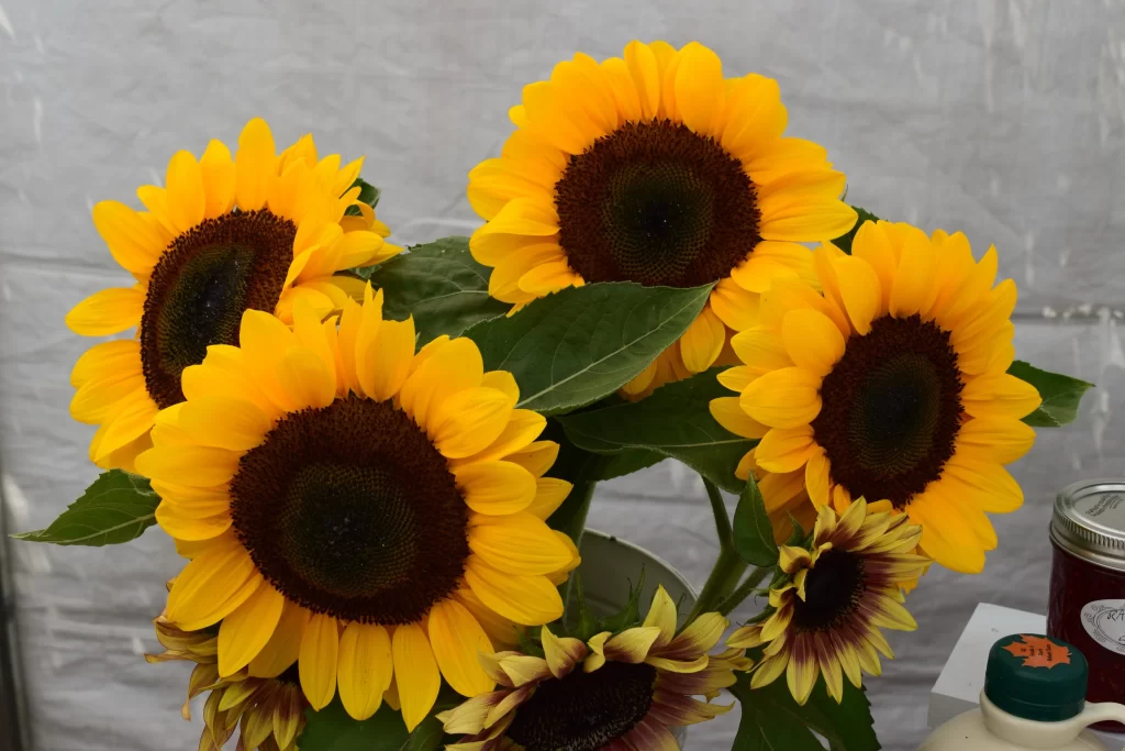 Sunflower Yellow Brown Green warm Leaf