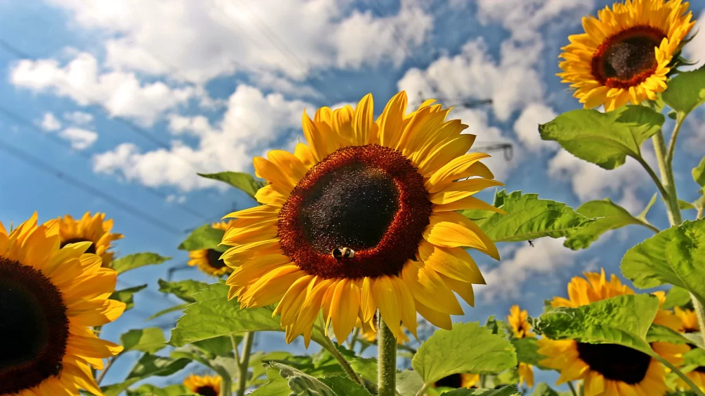 Sunflower Yellow Brown Green Blue White