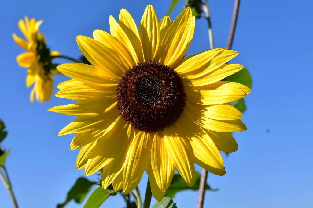 Sunflower Yellow Brown Green Blue