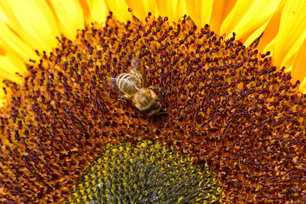 Sunflower Yellow Brown Green