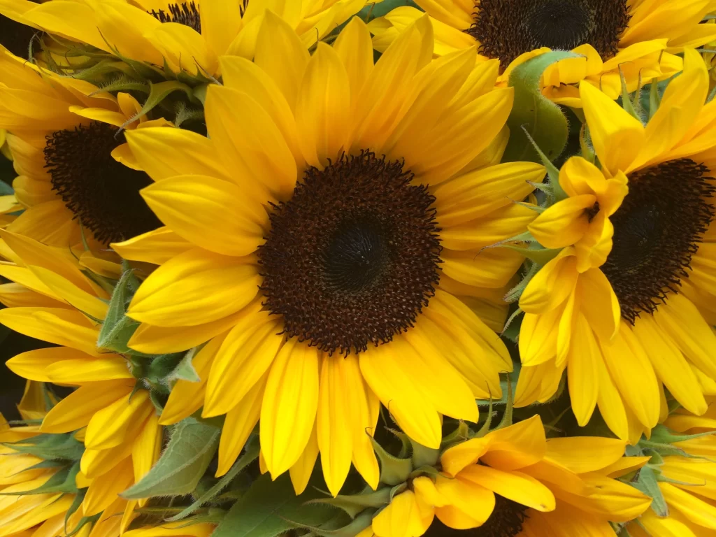 Sunflower Yellow Brown Green Petals Center