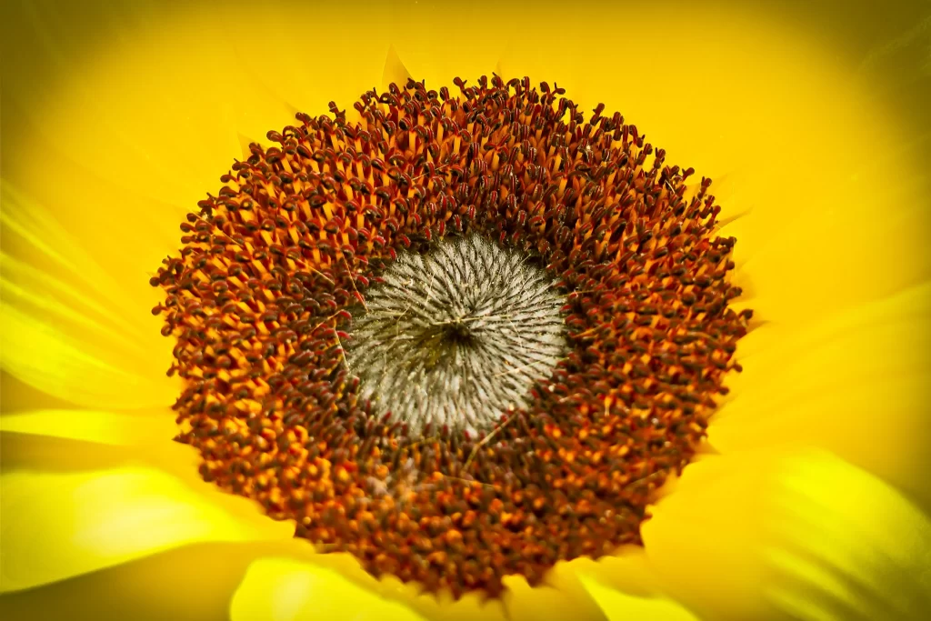 Sunflower Yellow Brown Orange
