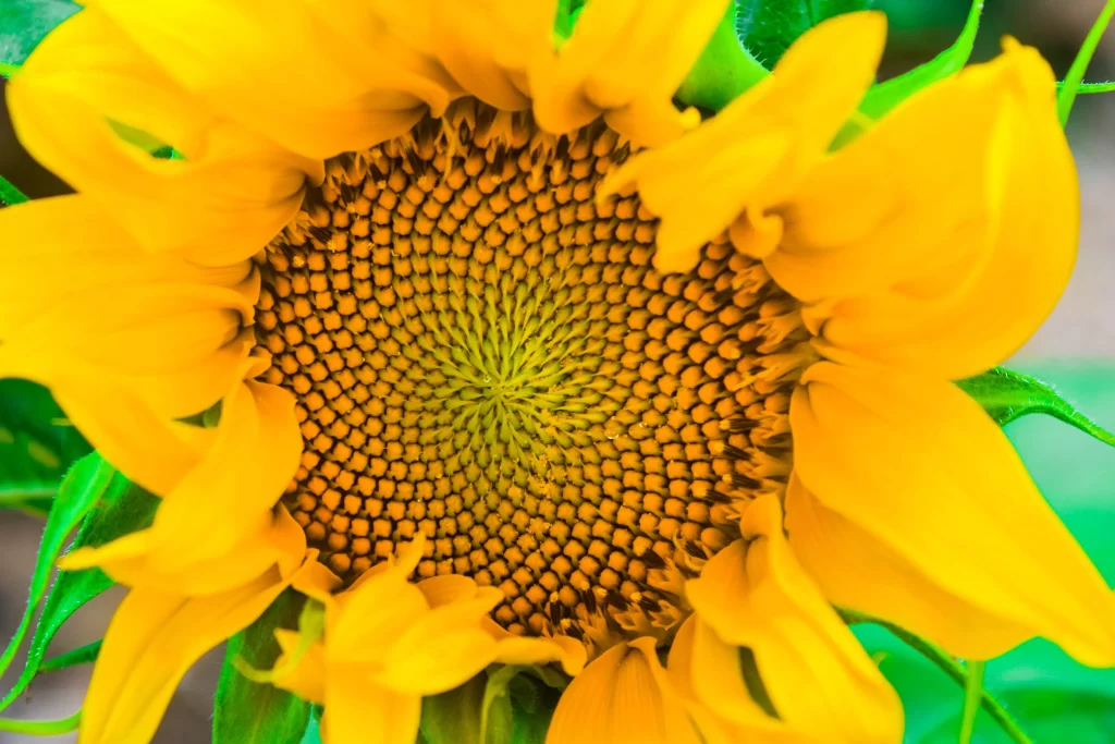 Sunflower Yellow Green