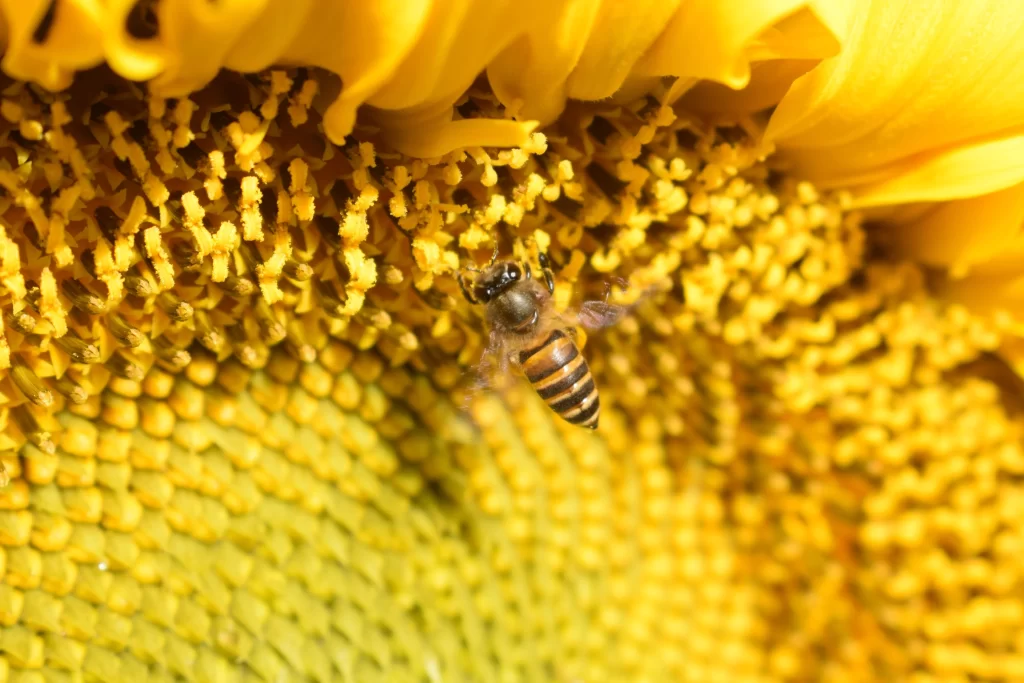 Sunflower Yellow Green Bee