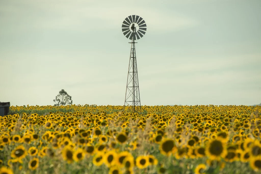 Sunflower Yellow Green Blue warm Sky