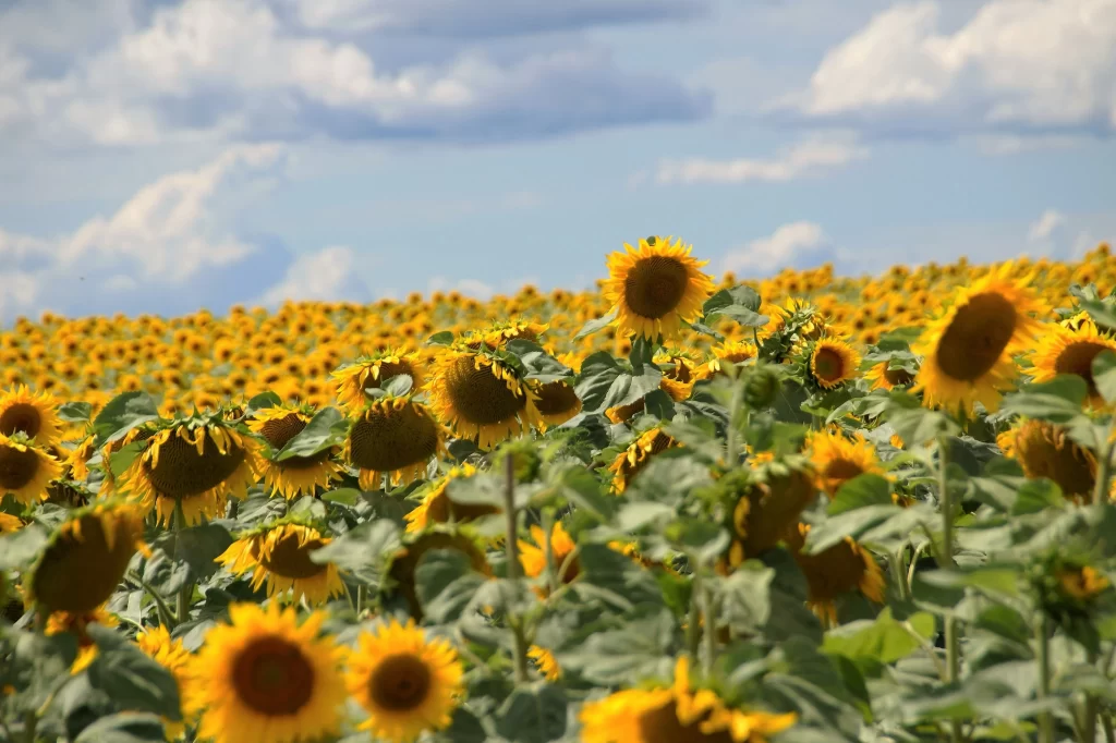 Sunflower Yellow Green Blue warm White