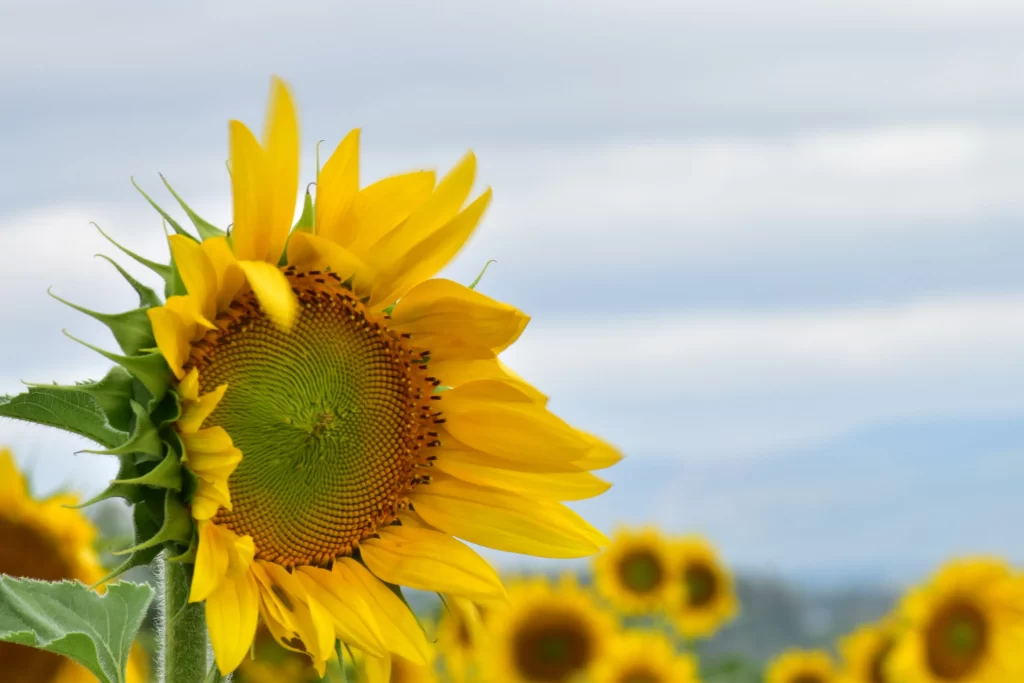 Sunflower Yellow Green Blue warm Sky