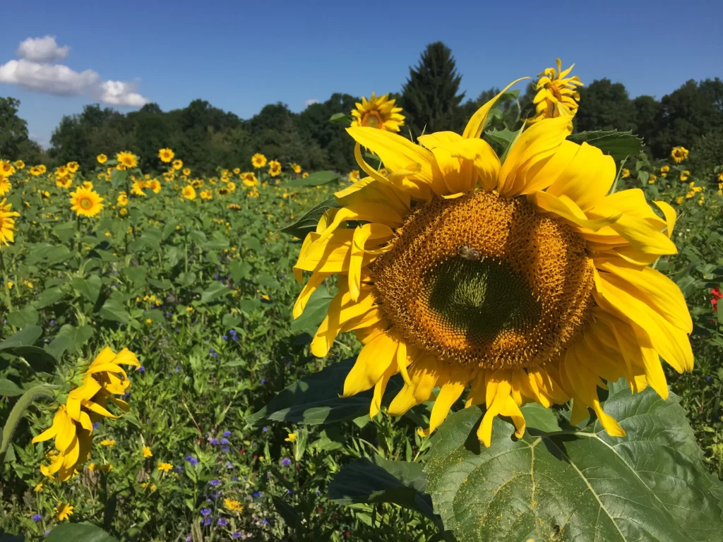 Sunflower Yellow Green Blue Purple
