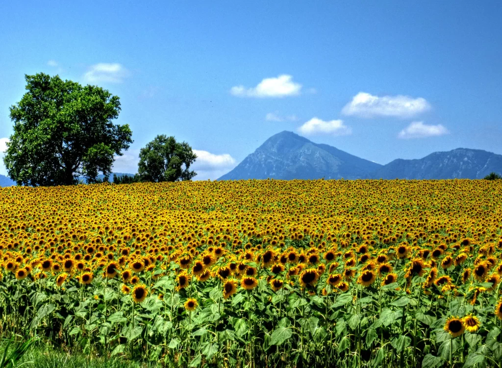 Sunflower Yellow Green Blue Sky Mountain