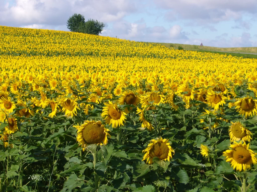 Sunflower Yellow Green Blue warm White
