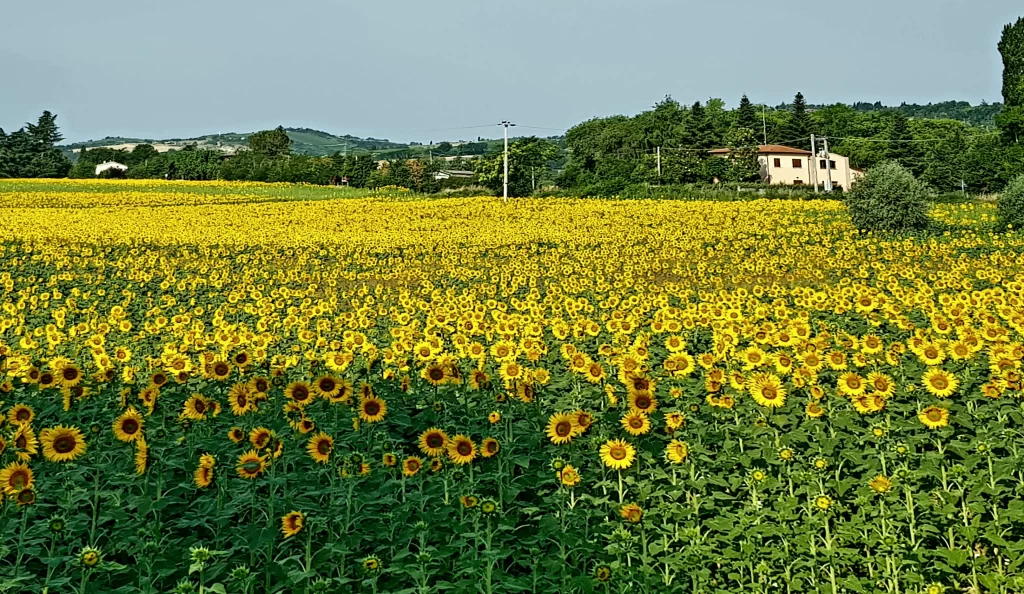 Sunflower Yellow Green Blue warm Sky