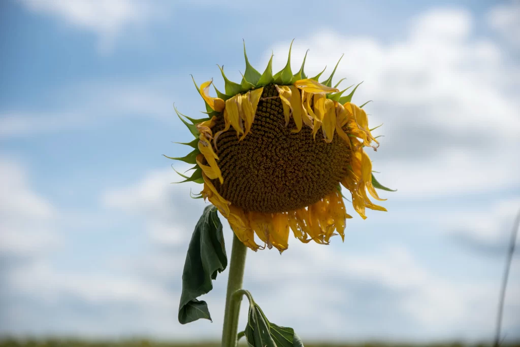 Sunflower Yellow Green Blue gray White