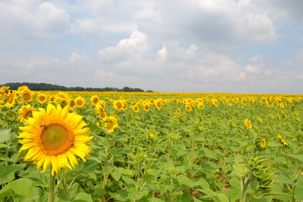 Sunflower Yellow Green Blue warm White