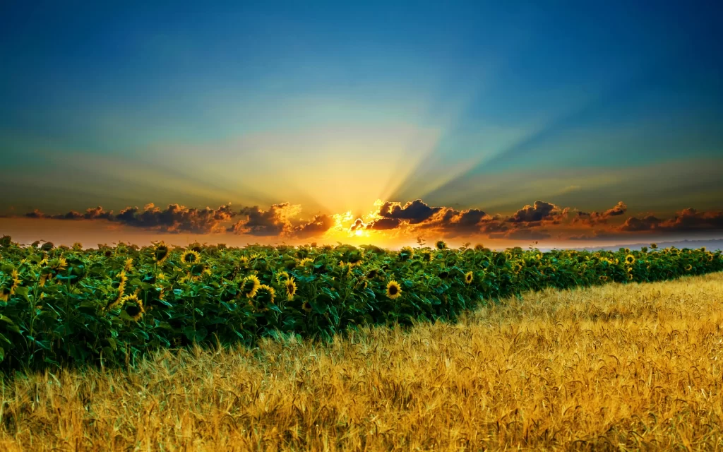 Sunflower Yellow Green Blue warm Orange