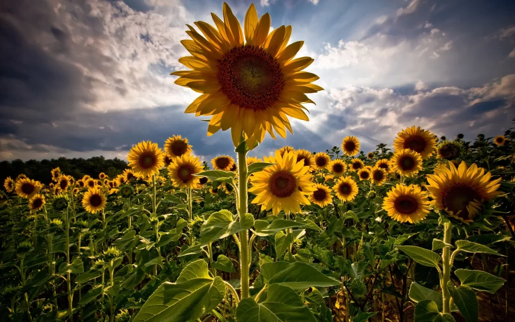 Sunflower Yellow Green Blue White Dark
